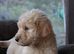 Lovely Labradoodle Puppies