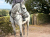 16,2 grey gelding