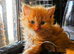 Stunning fluffy ginger girl