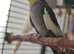 Grey normal cockatiel