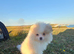 Plush pomeranian puppies only 3 left DELIVERY available