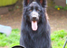 The Sire is Grandson of famous Boss (Bossenburg)