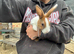 Baby Dutch Bunnies 10 Weeks old