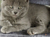 BEAUTIFUL LITTLE RUSSIAN BLUE KITTENS 9 WEEKS OLD
