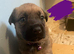 Rottweiler x mastiff cross puppies