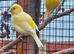 6 month old canaries