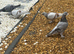 Turkish tumbler pigeon