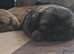 Imperial Shih Tzu Puppies