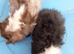 Baby male guinea pigs