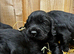 Cockalier puppy