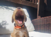 Gorgeous litter of golden cocker spaniel puppies