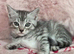 Bengal x Mainecoone boys