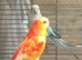 Pair redrumps