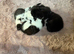 Pure breed bsh babies