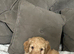 Chocolate an tan wrapped in cream Cockapoo puppies