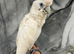 Friendly Baby HandReared Super Tame Cuddly Ducorps Cockatoo Parrot,15