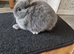 Pure Netherland Dwarf babies Blue