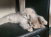 Ragdoll x scottish fold