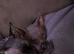 Stunning Rainbow Litter of Sphynx Kittens &ndash; Boys & Girls Available