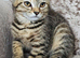 British blue shorthair crossed LAST FEMALE LEFT