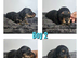 4 mini dachshund longhair puppys
