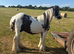 Driving gelding
