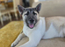Akita x malamute