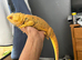 Yellow hypo