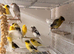 Persian canary’s males and females available