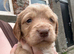 3/4 cocker 1/4 springer pups