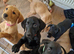 Mixed litter labrador puppies