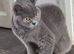 Lovely British Shorthair Female