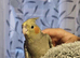 Hand reared silly tame cockatiels