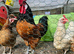 Cockerel