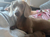 Handsome boy available for stud