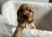 Show type, cocker, spaniel puppies