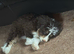 CAVAPOO Cross POMSKY