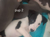 Whippet x lurcher puppies