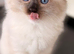 Ragdoll Kittens Pedigree Registered