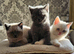 Adorable Purebred British Shorthair Kittens