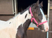 Cob colt