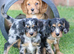 Beautiful Cockerlierpoo puppies for sale