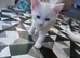 White female kittens