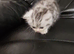 1 x male persian x cross kitten