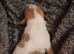 Jack russel pups 2 beautiful boys