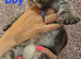 TICA Registered Maine Coon Kittens.