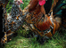 Eggs Hatching