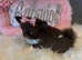 Chocolate chihuahuas