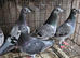 Racing pigeons for sale