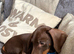 Miniature Dachshund